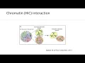 Functional annotation in risk loci