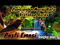 Download Lagu PANCINGAN MURAI BATU KRETEKAN PEDAS LANGSUNG NYAUT #pancinganmuraibatu #rftutorials #muraibatugacor