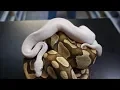 Ball python genetic help Allelic genes explained Kind of lol