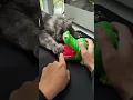 Best kids game toy for birt ay parties 1422 MaviGadgets Crocodile Bite Kids Game Toy