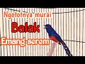 Download Lagu SEREM‼️MURAI BATU BALAK NGOTOT NEMBAK ISIAN KASAR PANJANG BIKIN MURAI NAIK EMOSI