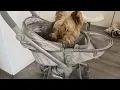 Pottery Barn Kid s Doll Stroller