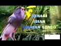 Download Lagu KENARI isian SIKATAN LONDO™Masteran idola para kicaumania#kenari #kenarigacor #sikatanlondo