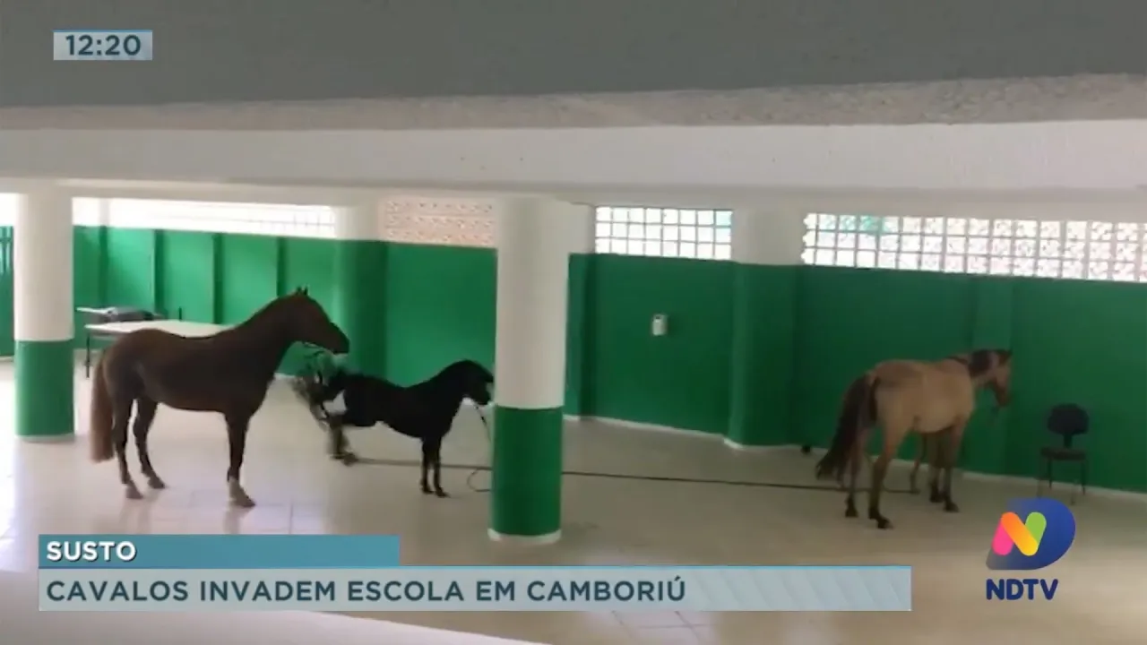 Cavalos invadem escola em Camboriú