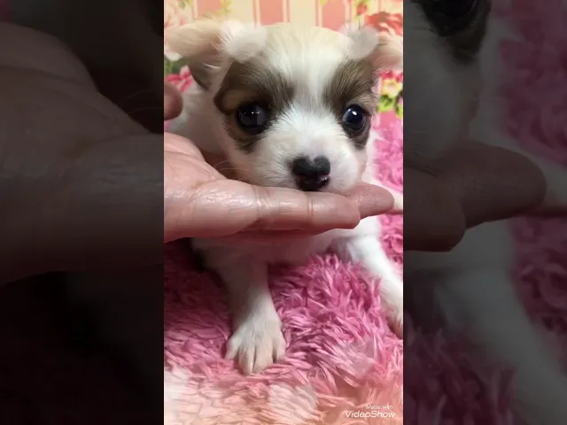 動画