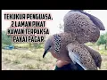 Download Lagu Sengaja Dijemput Kawan Untuk Memikat Tekukur Penguasa Kuk 2. Laman kawan sudah penuh dengan bulu