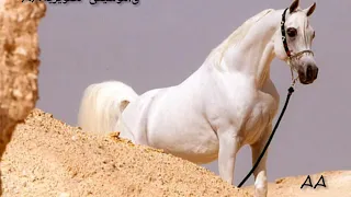 موسيقى بدوية ابن عجلان 2 تأليف وليد الهشيم Arab Bedouin Music 