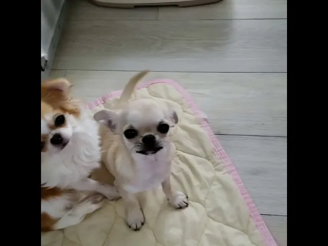 動画