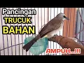 Lagu Pancingan trucuk BETINA MEMANGGIL JANTAN ampuh untuk trucukan BAHAN ombyokan agar Cepat bunyi