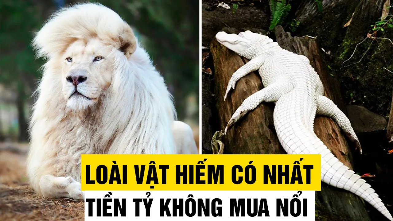 Outline Video 10 Siêu Phẩm Trong Thế Giới Động Vật, Có Tiền Tỷ Cũng Không Mua Được | Thế Giới 360
