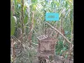 Download Lagu mikat ciblek semi di kebun jagung#ws channel1076#Part12