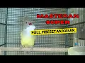 Download Lagu #002⚪ FULL BESETAN PANJANG || MASTERAN MEWAH CUCAK JENGGOT GACOR DOR-DOR !!!