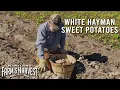 White Hayman Sweet Potatoes - a Local Favorite Maryland Farm Harvest
