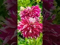 Download Lagu Prachtige dahlia op een dinerbord - Swan Island Dahlias festival #dinerbord #bloemen #dahlia