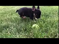 PuppyFinder com Archie