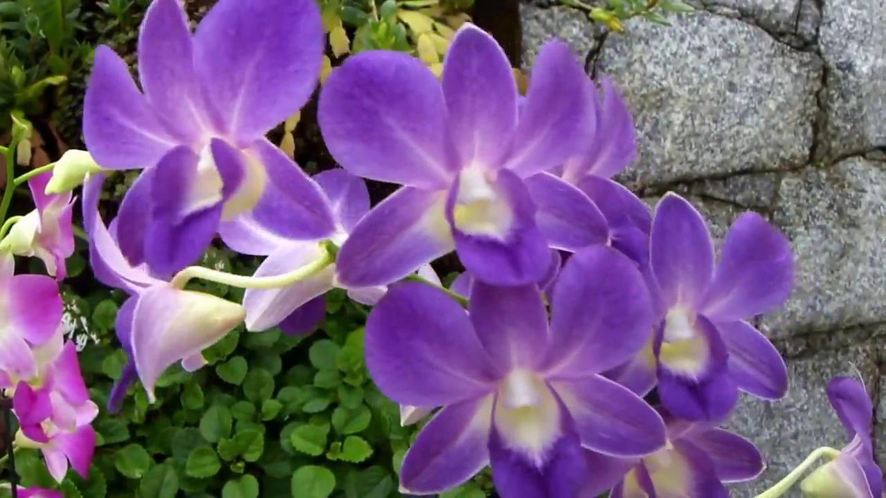 COMO CULTIVAR UMA ORQUÍDEA DENPHAL