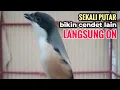 Lagu yang di cari suara cendet gacor pagi siang sore FULL ISIAN sekali putar bikin cendet langsung NYAUT