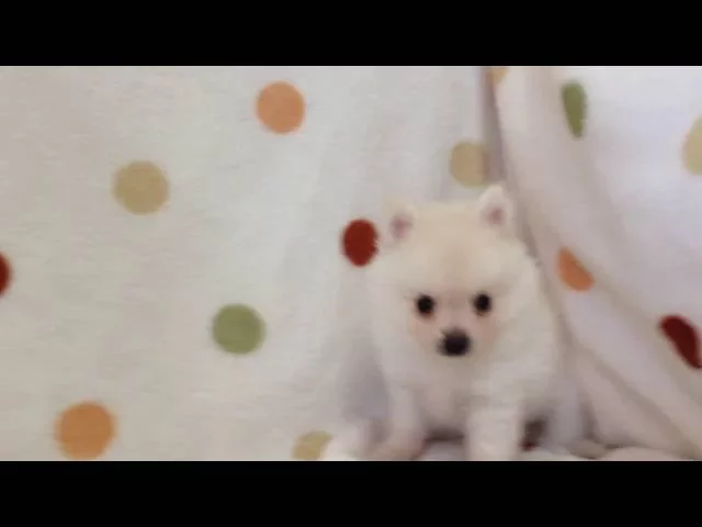 動画
