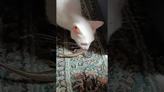Mama Cat Caught Lizard And Teaches Kittens Some Hunting Skills Lizard Catfamily 