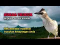 Download Lagu Ropelan Trucuk Durasi Mewah Ini Rekomendasi Masteran Trucukan Anda
