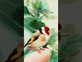 Download Lagu Goldfinch Singing Practice - Bird Training for Clear Song - masteran burung Goldfinch