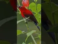 Download Lagu beautiful and beautiful king sepah bird