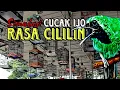 Download Lagu CUCAK IJO FULL TEMBAKAN CILILIN || SIMULASI LOMBA BURUNG