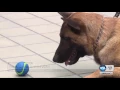 Utah County Jail gets an extra set of eyes ears and a very sensitive nose