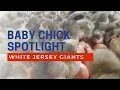 White Jersey Giant baby chicks hatching at Cackle Hatchery