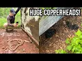 Finding HUGE Copperheads in Metro Atlanta Tin Flipping and Biking For Snakes in Georgia