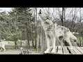 Howling at Wolfdogs at Howling Woods Farm in New Jersey With subtitles