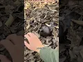 Backyard BEAST Mode: Dad \u0026 I Unearth a DINOSAUR-SIZED Rhino Beetle! 🦏💥 #crazy #funny #dad