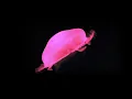 Download Lagu 3D Hologram - Jelly, Fish, Butterfly and Bird