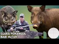 Download Lagu Suara babi hutan||Boar sound