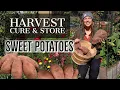 Harvest, Cure and Store Sweet Potatoes at Home