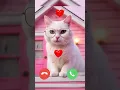 Download Lagu John Cat Calling Me 💔 I call back #phone #ringtone #cat