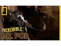 Doc Emily the Newbie The Incredible Dr Pol