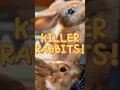 Lagu Rabbits hoped up on chocolate! - Animal Control.