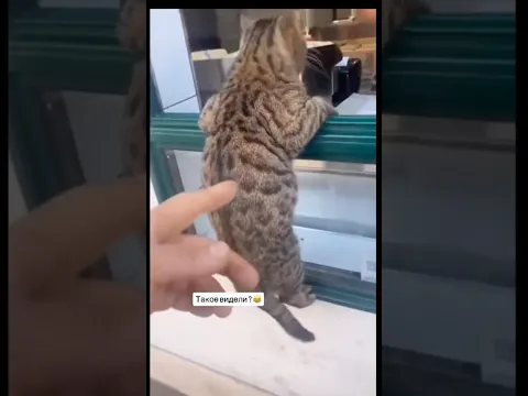 Кот: Пицца " 4 мыши" с трюфелями есть? #веселыекоты #cat #прикольныекоты