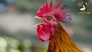 صوت الديك هذا يحفز الدجاج على التزاوج السريع دندنها