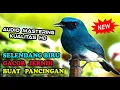 Download Lagu SUARA BURUNG SELENDANG BIRU GACOR - MASTERAN SELENDANG BIRU FULL ISIAN JOS