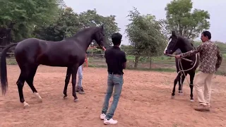 marwari horse breeding marwari horses black horses stallion horses horse breeding