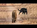 Download Lagu PEMBERANI !!! Macan Hitam Tidak Gentar Bertarung Lawan Harimau, TOP Momen Predator VS Predator