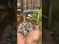 Download Lagu Bagaimana Bersiul Dapat Menarik Burung untuk Pesta Biji Bunga Matahari #shorts #chickadee