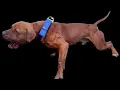 APBT Gr Ch MachoBuck Bulldogs The Home