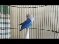 Download Lagu Lovebird fighter Ngekek gaya KONSLET, mantap buat pancingan labet anda