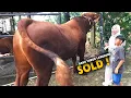 Lagu SOLD 🔥langsung Di Samperin ke kandang , Sapi Limosin 850 KG Dibeli Sohibul Qurban Dari Depok