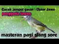 Download Lagu Burung Opior Jawa//Cucak jempol Gacor dan lincah mencari lawan @ponirankwokchannel