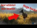 Best whitetail deer location on Layton lake