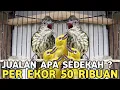 Lagu OBRAL ! SIRIH² GACORAN CUMA 100 RIBU PLECI JATIM NYULAM CUMA 50 RIBUAN DI PASAR BURUNG PRAMUKA 